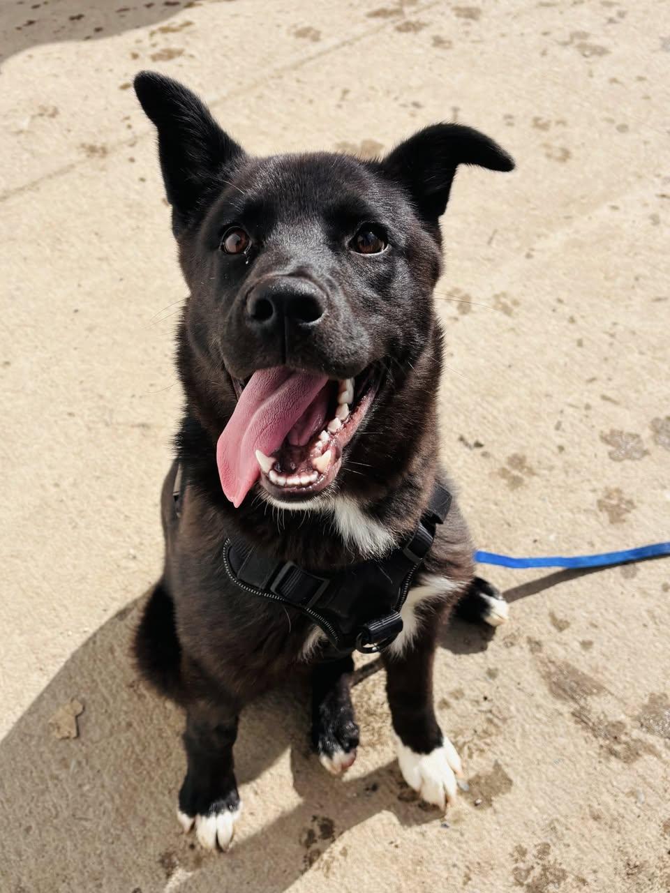 Enlarge Mika, a ADOPTABLE mixed breed in Edmonton, AB image 1/4