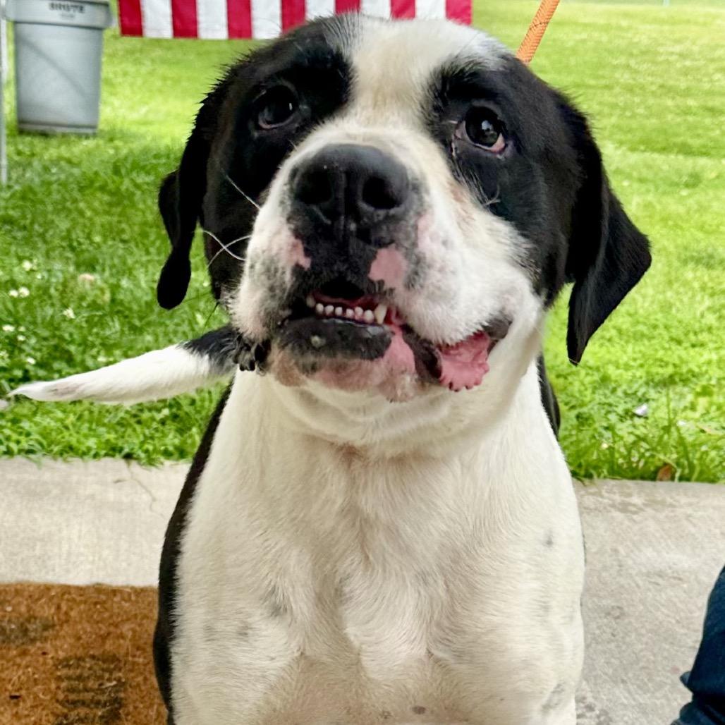 Gilbert, Adoptable, Adult Male American Bulldog.