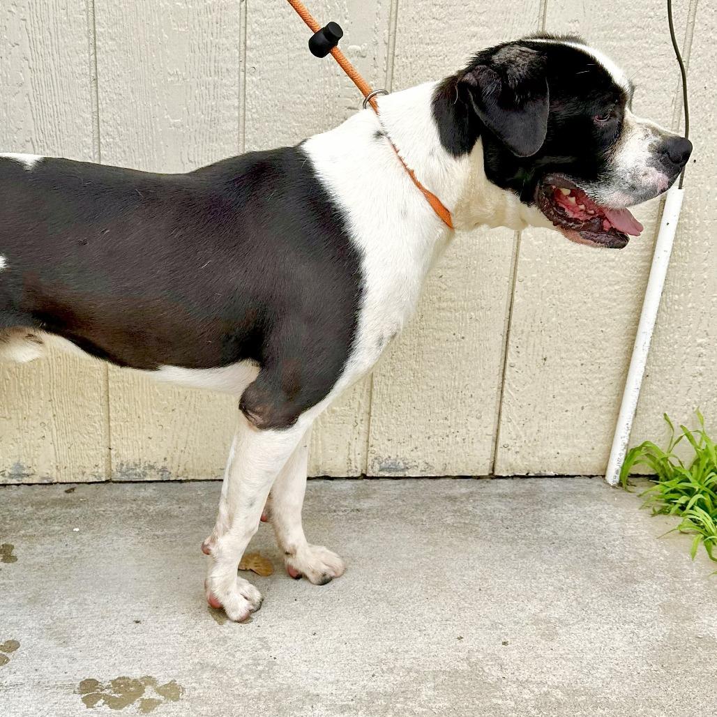 Enlarge Gilbert, a Adoptable American Bulldog in Warrensburg, MO image 2/2