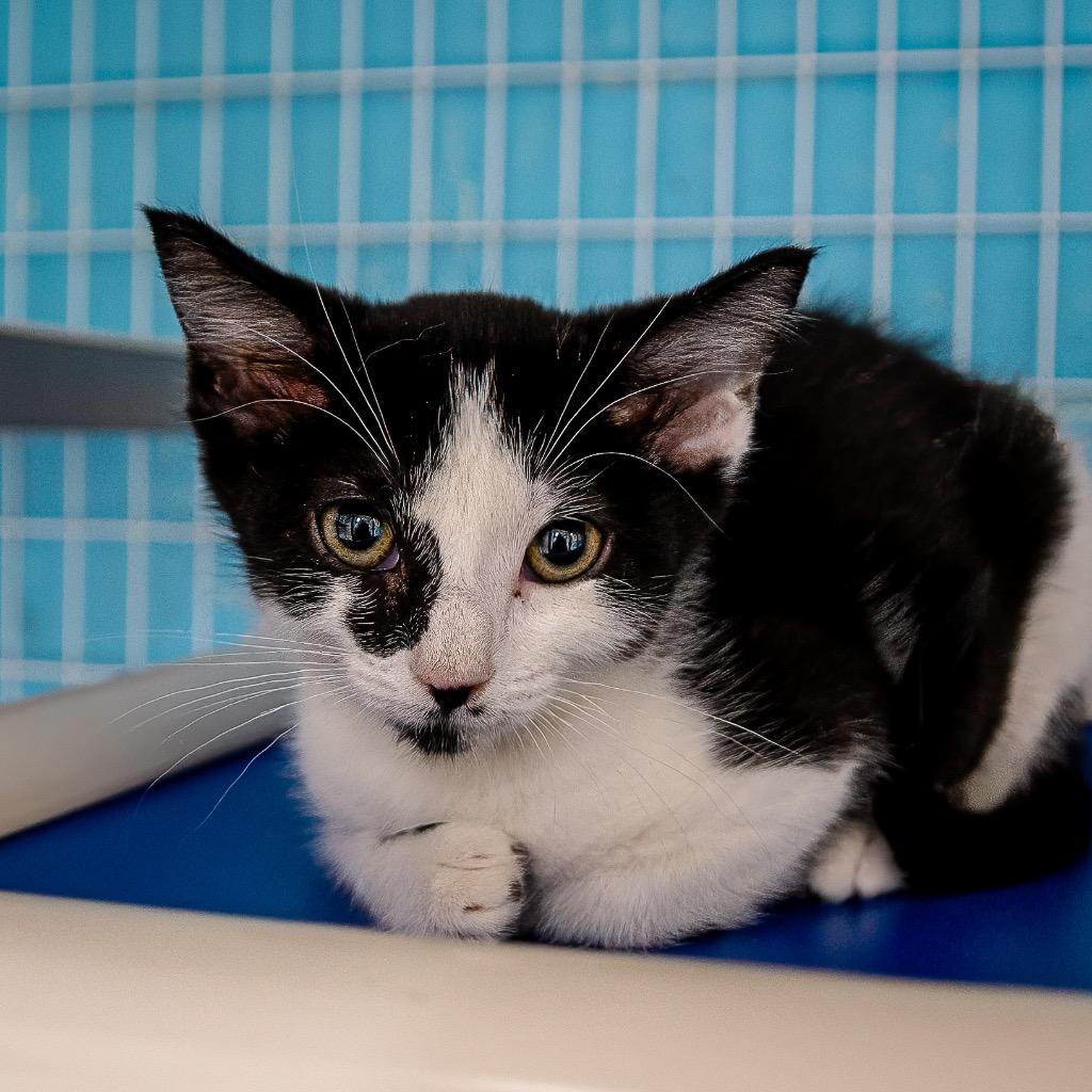 Fig, Adoptable, Kitten Female Domestic Short Hair.