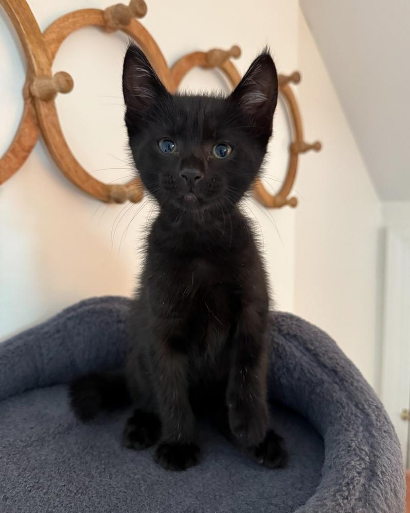 Enlarge Winnie, a Adoptable Domestic Medium Hair in Kinston, NC image 1/2