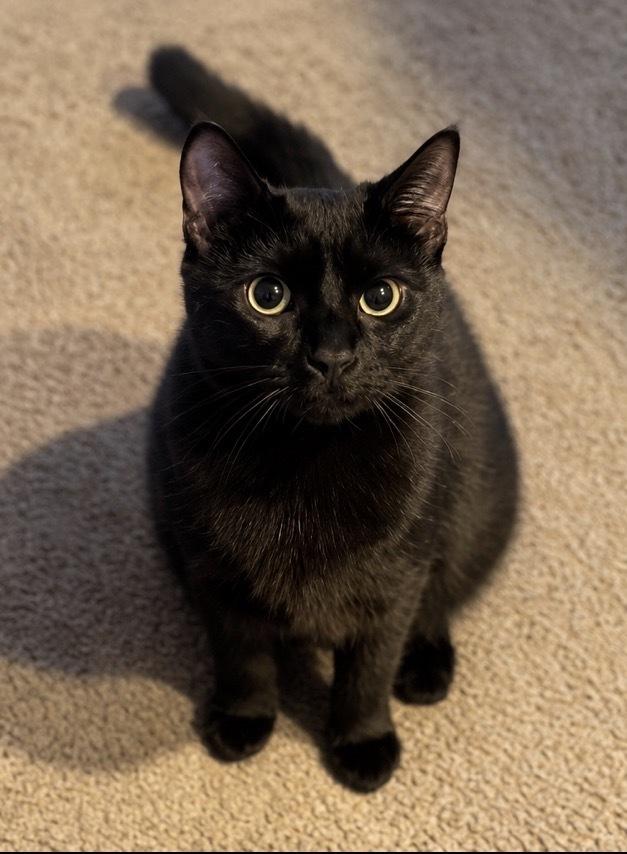 Enlarge Winnie, a Adoptable Domestic Medium Hair in Kinston, NC image 2/2