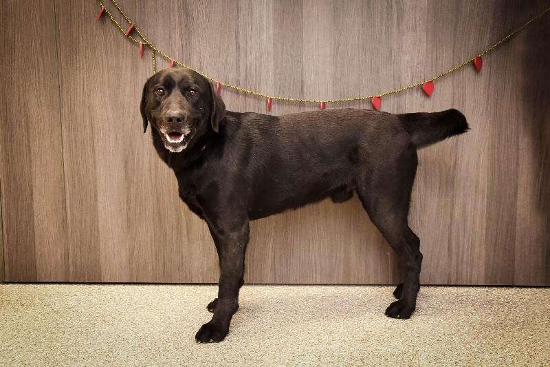 Elvis Pawsley, Adoptable, Young Male Black Labrador Retriever.