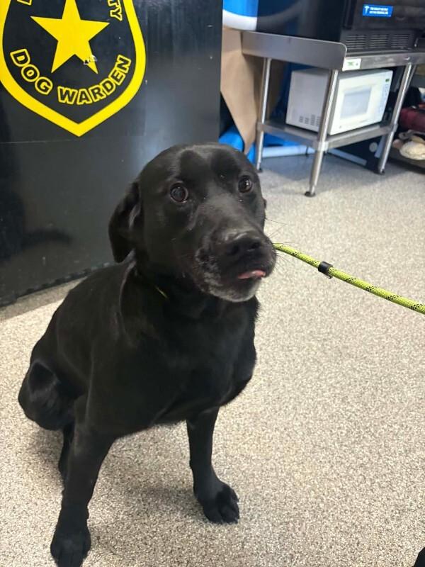 Elvis Pawsley, Adoptable, Young Male Black Labrador Retriever.