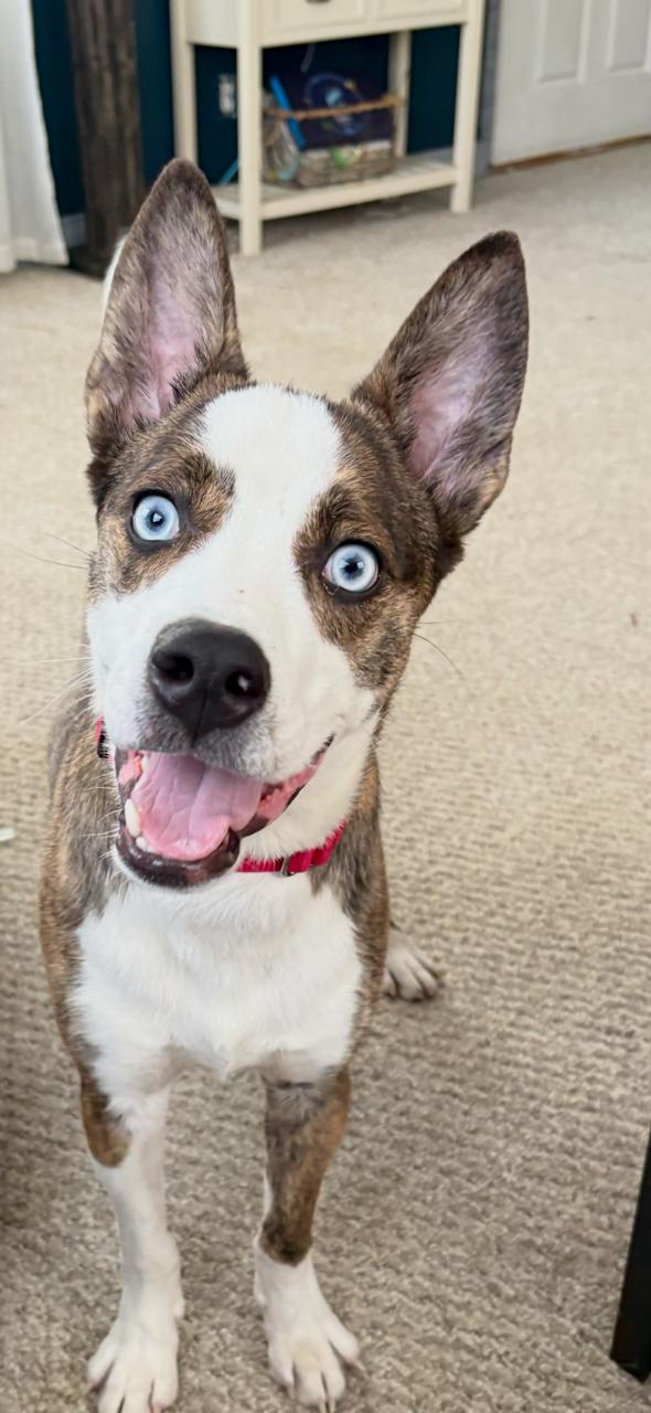 Enlarge Bluey Huey, an adopted mixed breed in Vineland, NJ image 3/5