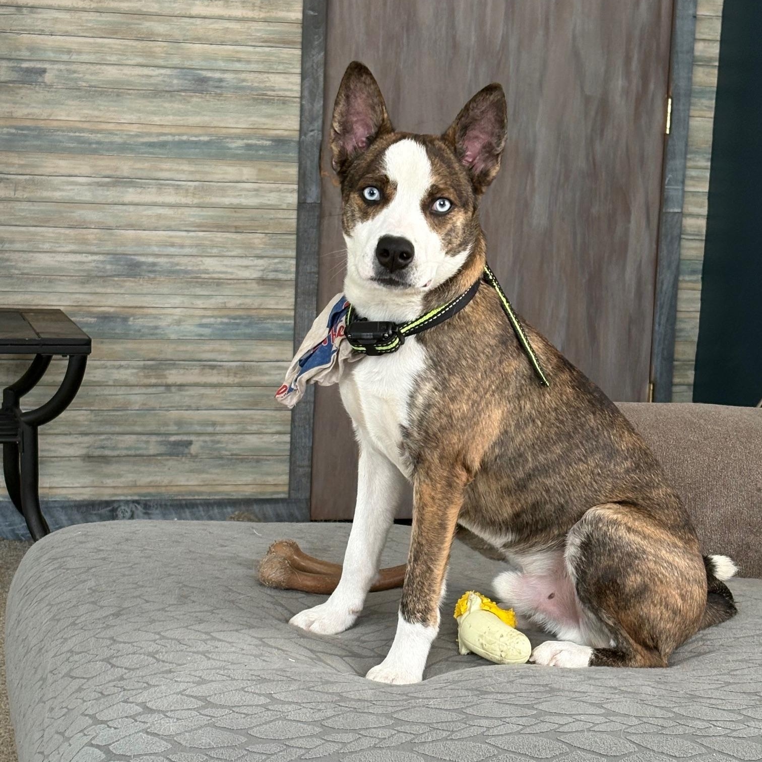 Enlarge Bluey Huey, an adopted mixed breed in Vineland, NJ image 1/5