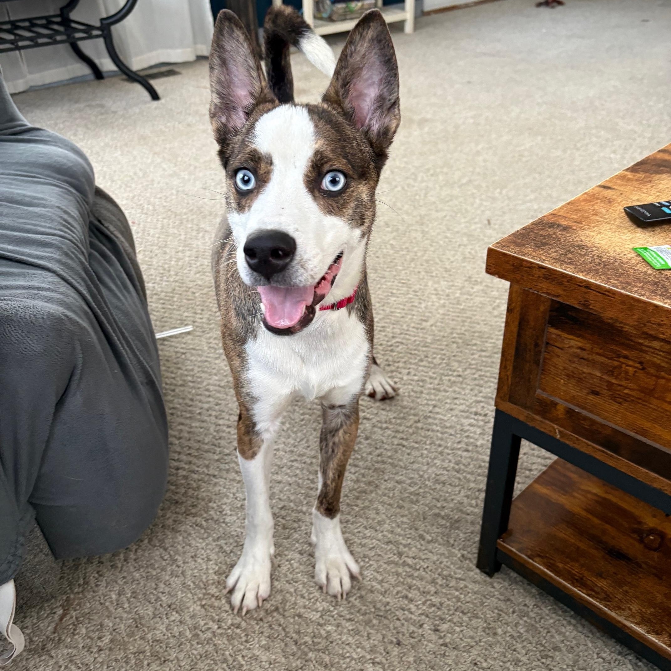 Enlarge Bluey Huey, an adopted mixed breed in Vineland, NJ image 4/5