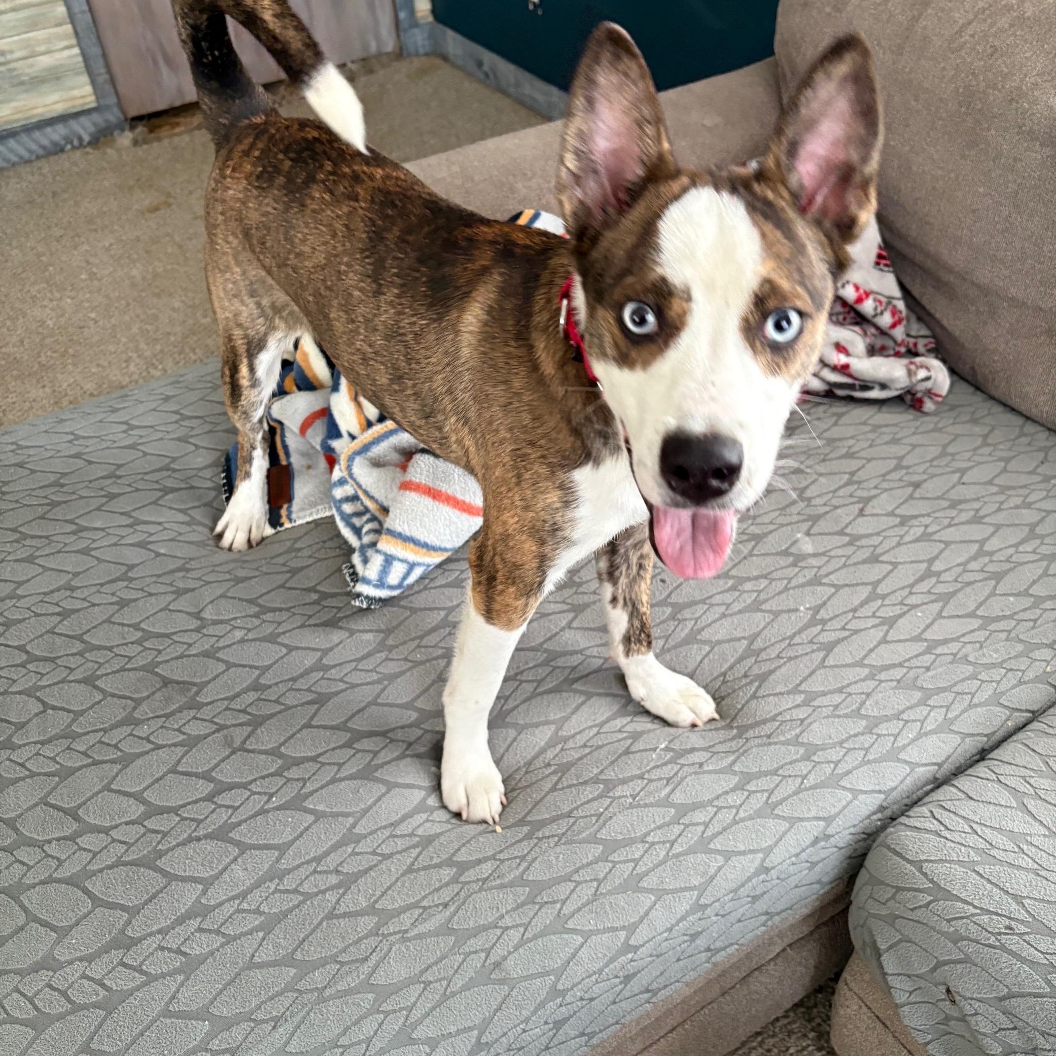 Enlarge Bluey Huey, an adopted mixed breed in Vineland, NJ image 2/5