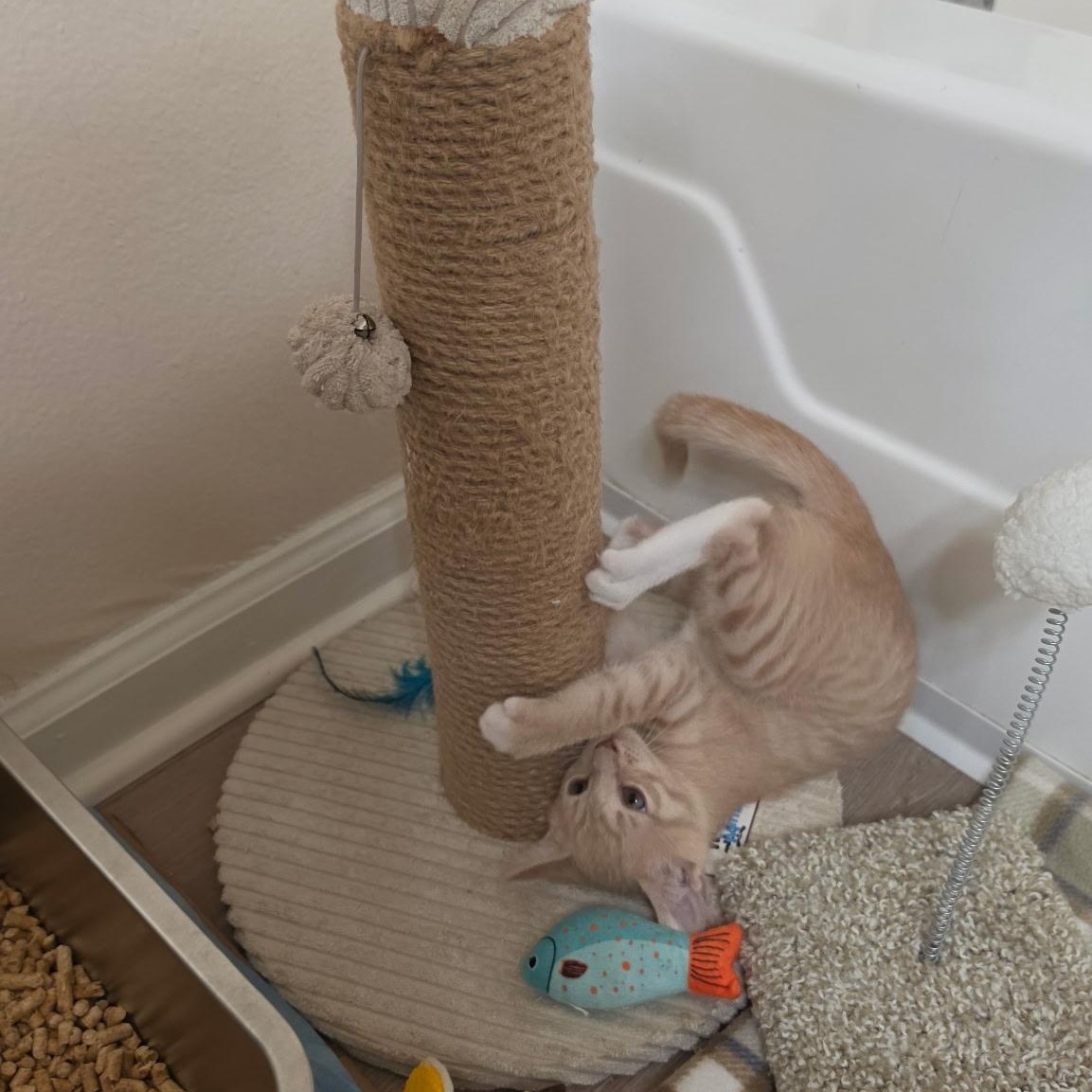 Enlarge Dr. Reed, a Adopted Domestic Short Hair in Santa Ana, CA image 3/6