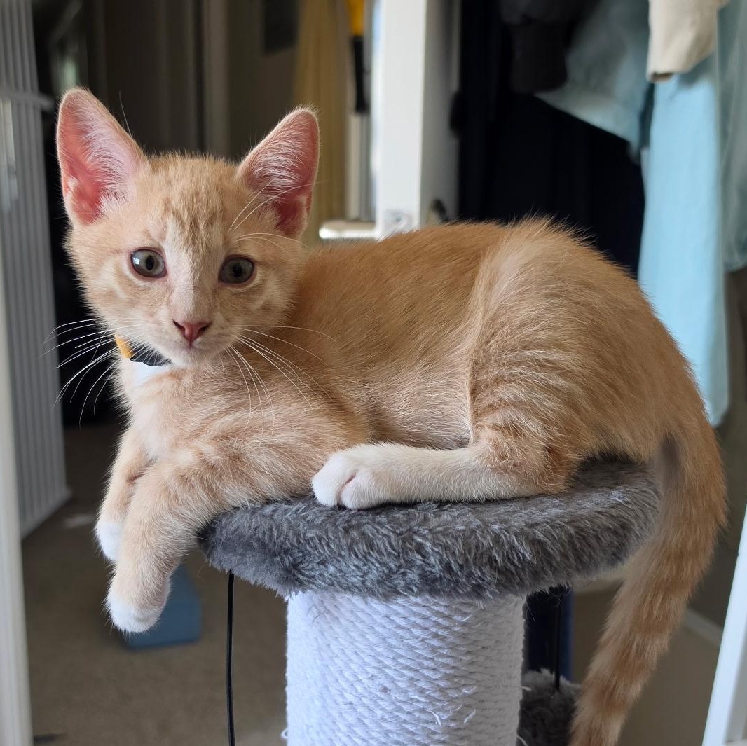 Enlarge Dr. Reed, a Adopted Domestic Short Hair in Santa Ana, CA image 1/6