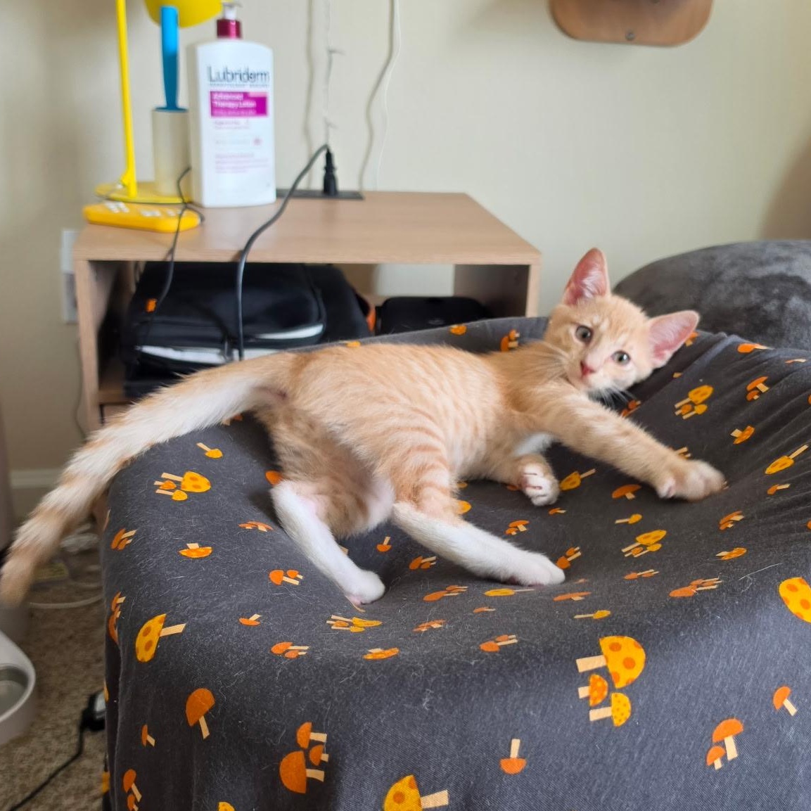 Enlarge Dr. Reed, a Adopted Domestic Short Hair in Santa Ana, CA image 4/6