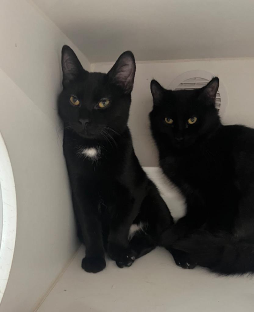 Rumi, Adoptable, Young Male Domestic Short Hair.