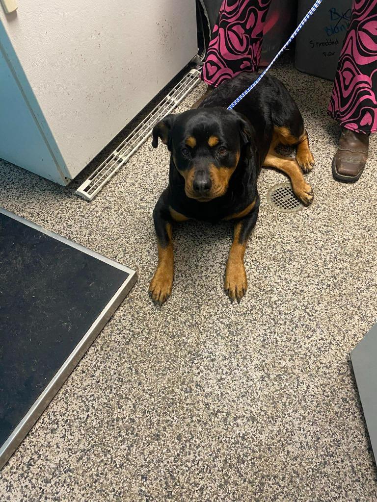 Zoid Marie, Adopted, Adult Female Rottweiler.