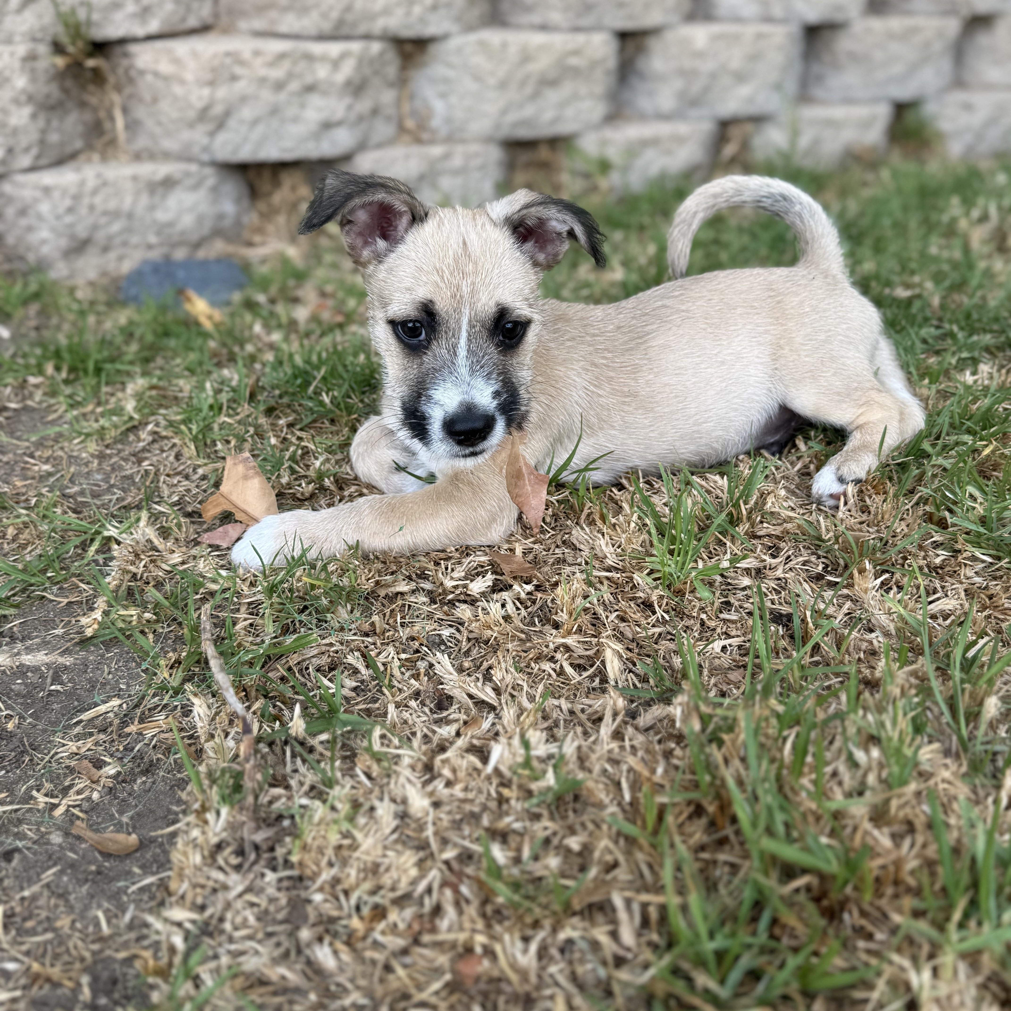 Mizuno (Milestone litter), a Adoptable mixed breed in San Diego, CA image 2/5