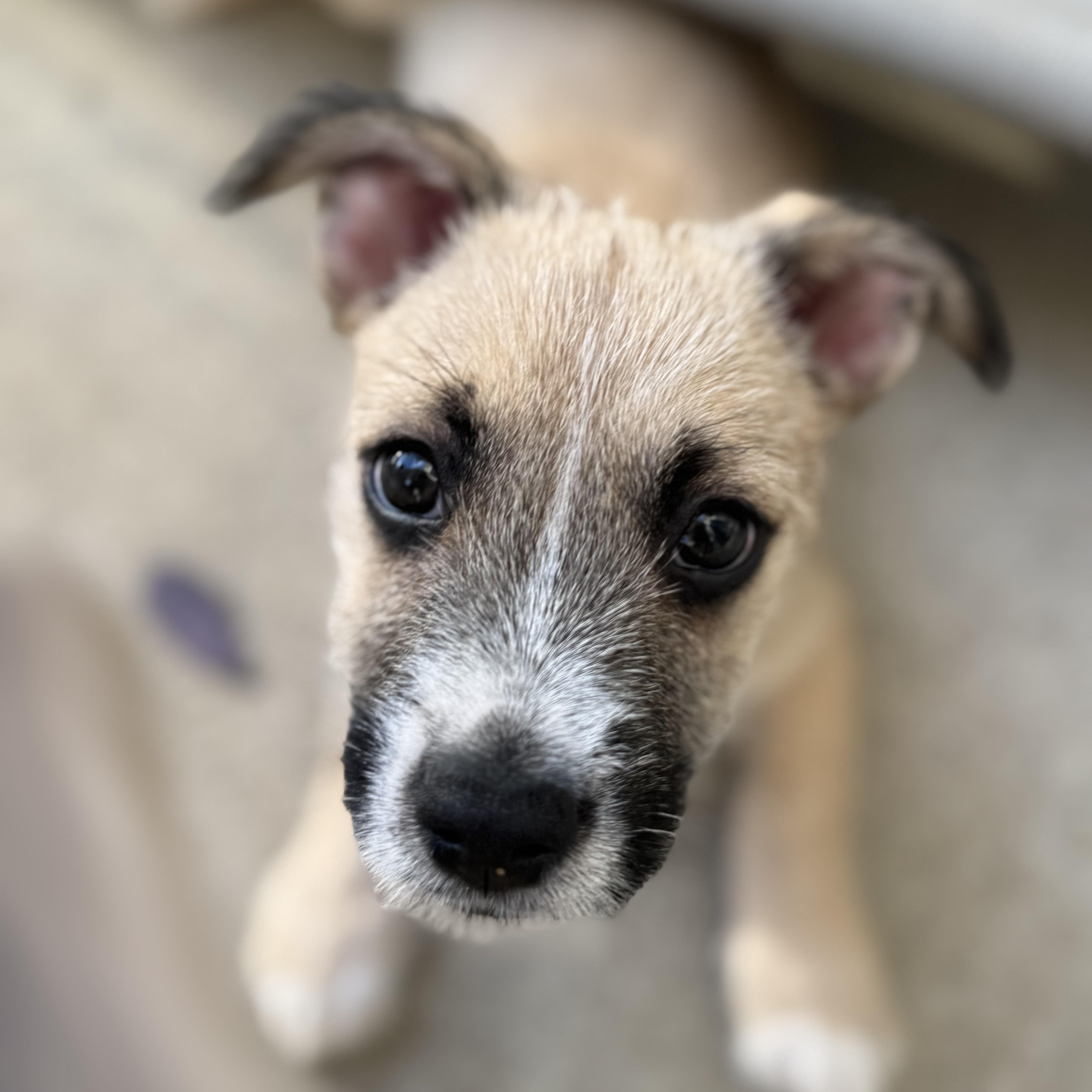 Mizuno (Milestone litter), a Adoptable mixed breed in San Diego, CA image 1/5