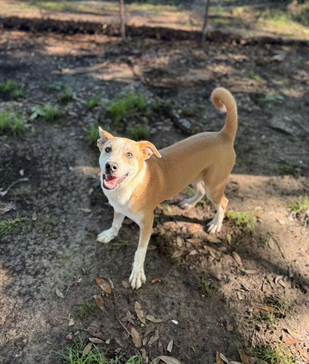 Enlarge Bruno, a Adopted mixed breed in Kentwood, LA image 1/1