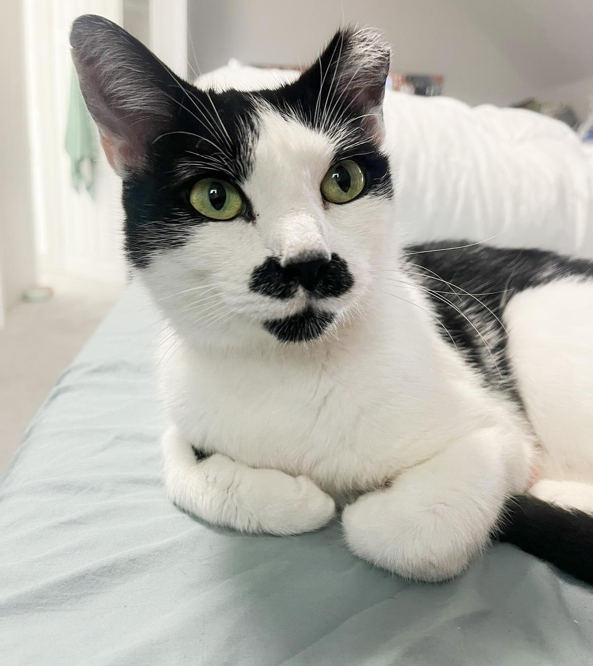 Enlarge Scarlett O’Hara, an adopted Domestic Short Hair in Providence Forge, VA image 2/4