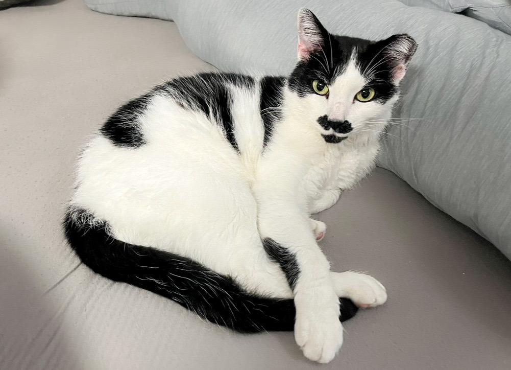 Enlarge Scarlett O’Hara, an adopted Domestic Short Hair in Providence Forge, VA image 3/4