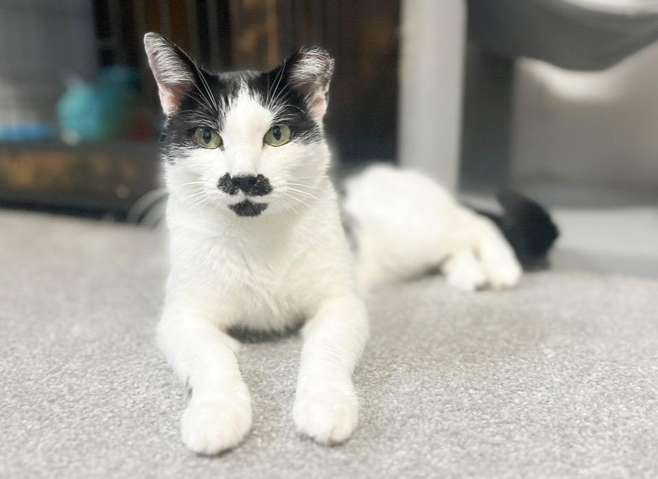 Scarlett O’Hara, adopted, Young Female Domestic Short Hair.