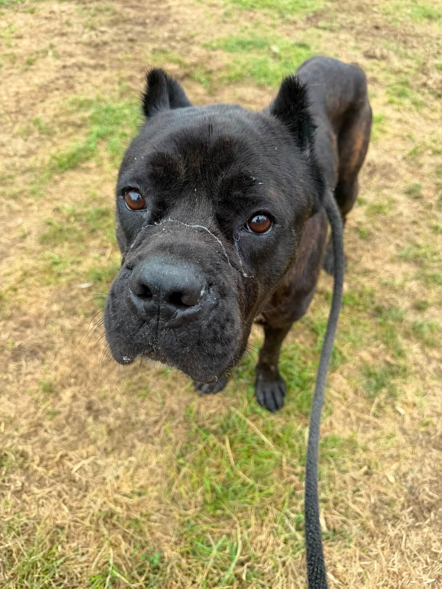 Enlarge London, an adopted mixed breed in Cleveland, OH image 2/5