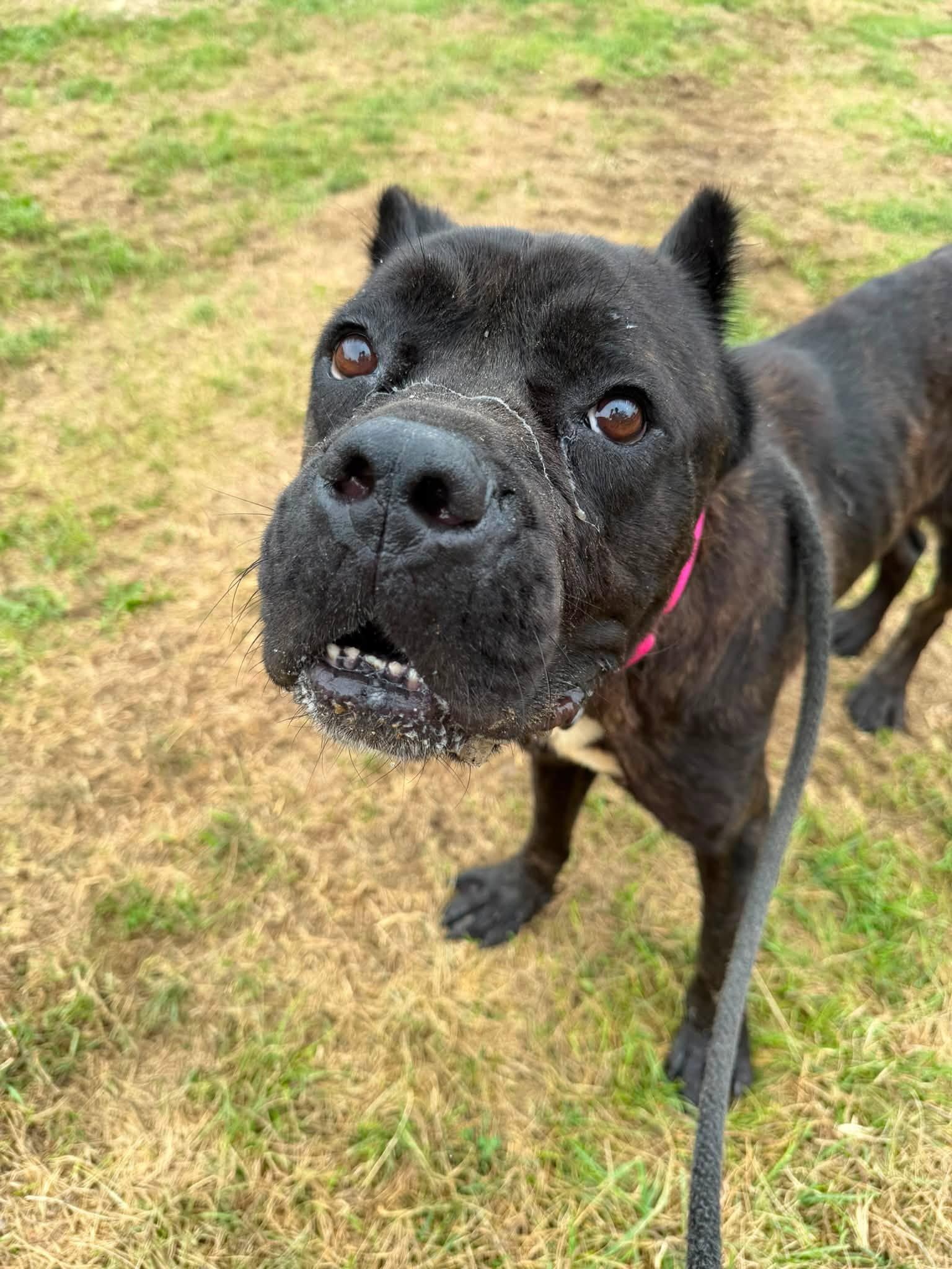 Enlarge London, an adopted mixed breed in Cleveland, OH image 3/5