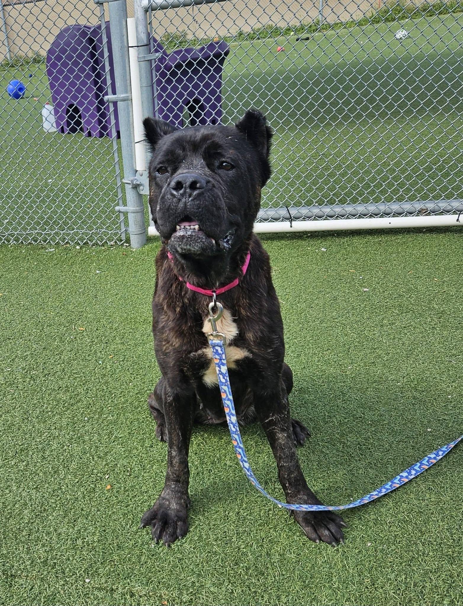 Enlarge London, an adopted mixed breed in Cleveland, OH image 5/5