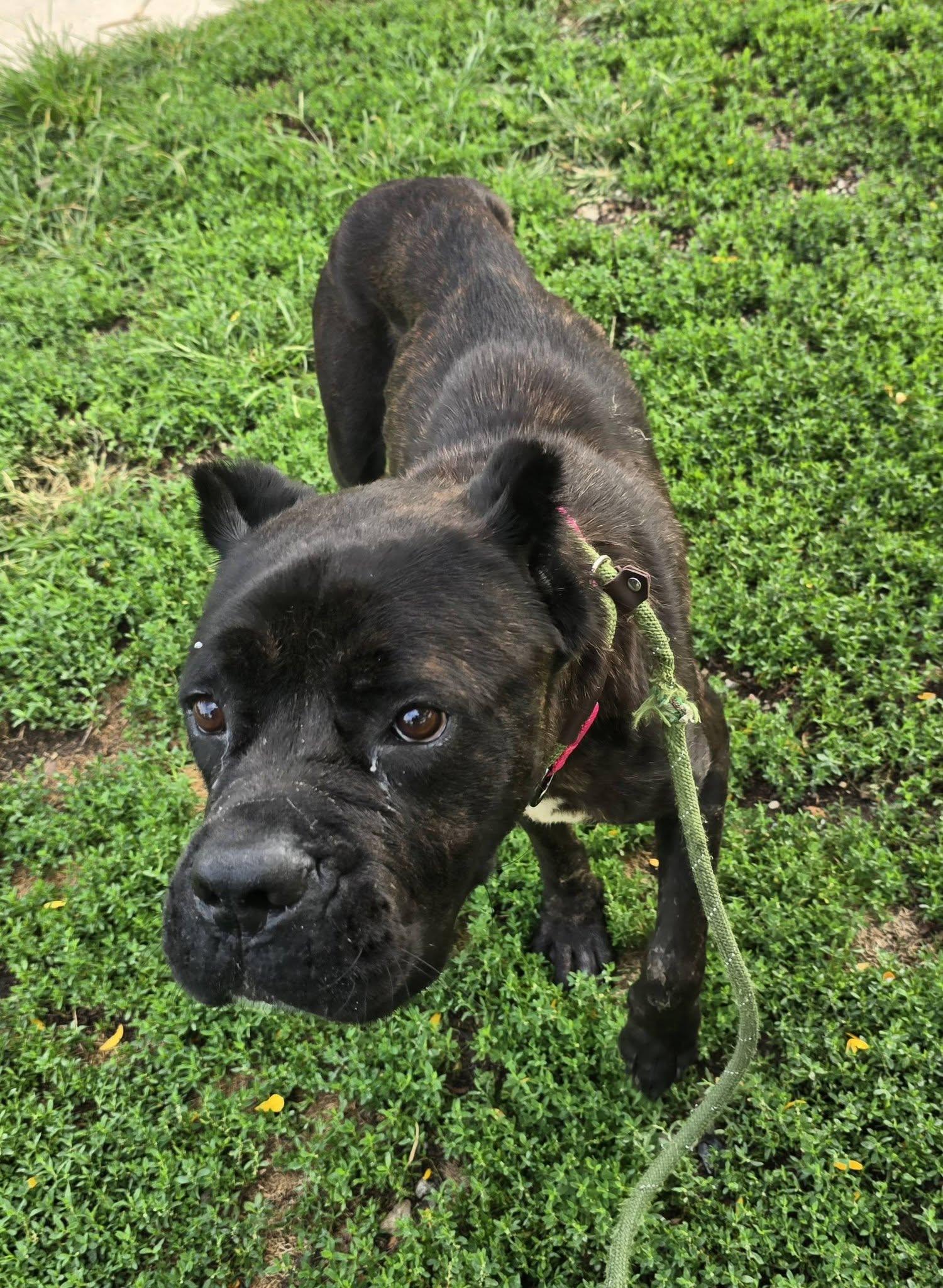 Enlarge London, an adopted mixed breed in Cleveland, OH image 4/5