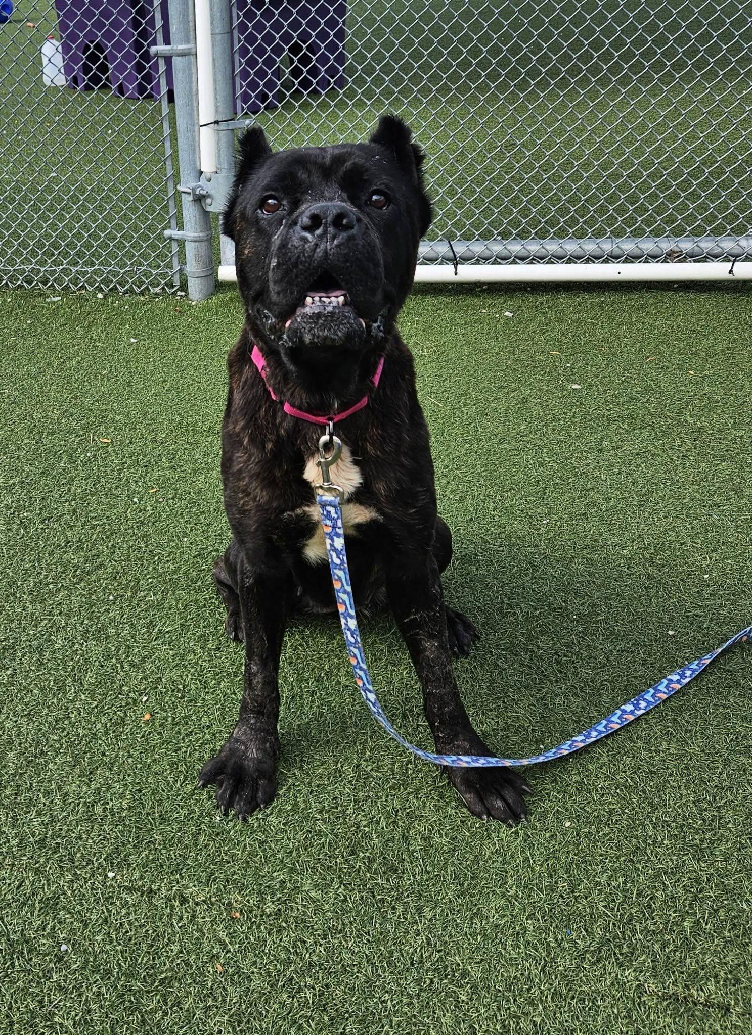 Enlarge London, an adopted mixed breed in Cleveland, OH image 1/5