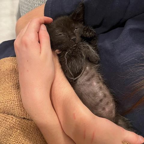 Dionysus (pink), Adoptable, Kitten Male Domestic Short Hair.