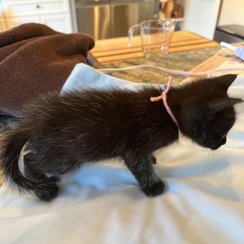 Dionysus (pink), a Adoptable Domestic Short Hair in Escondido, CA image 2/6