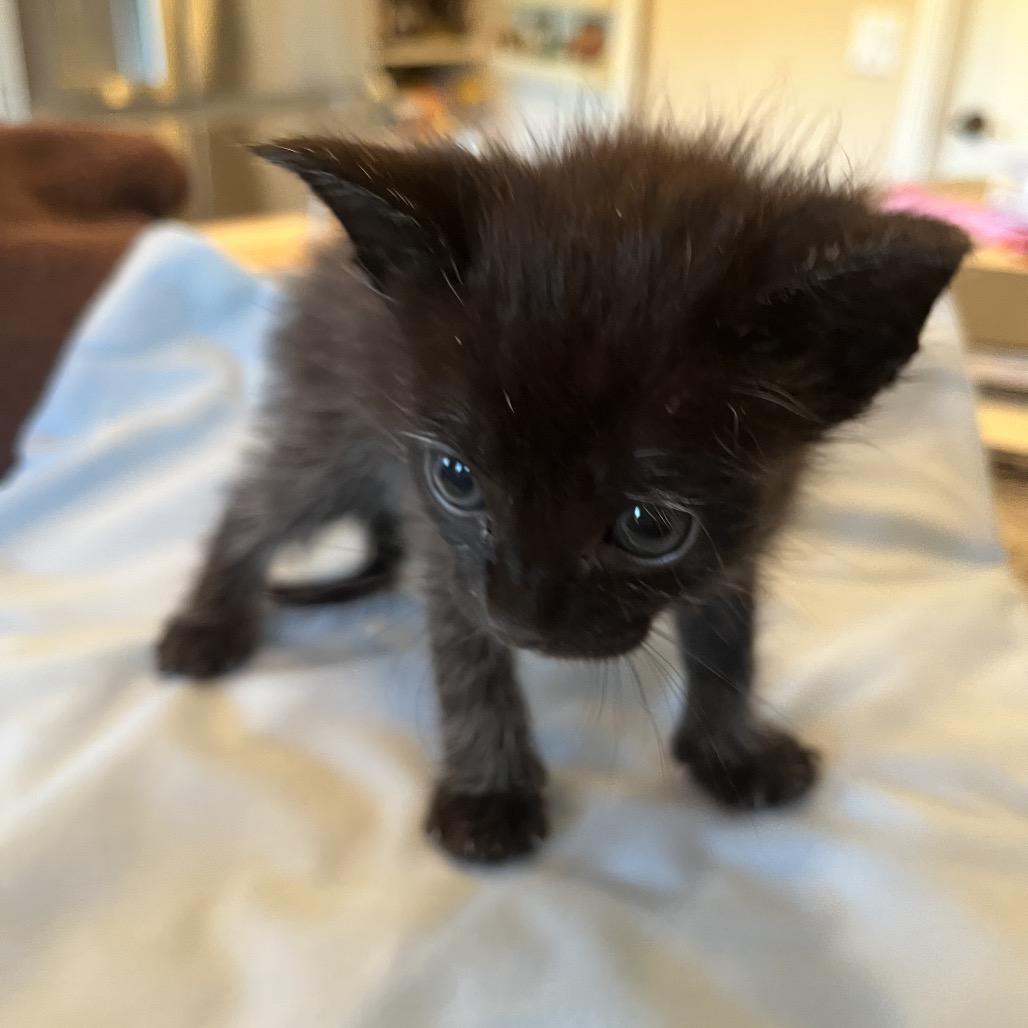 Dionysus (pink), a Adoptable Domestic Short Hair in Escondido, CA image 3/6