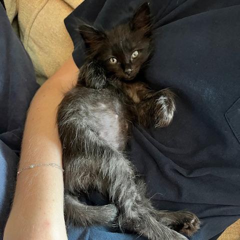 Dionysus (pink), a Adoptable Domestic Short Hair in Escondido, CA image 4/6