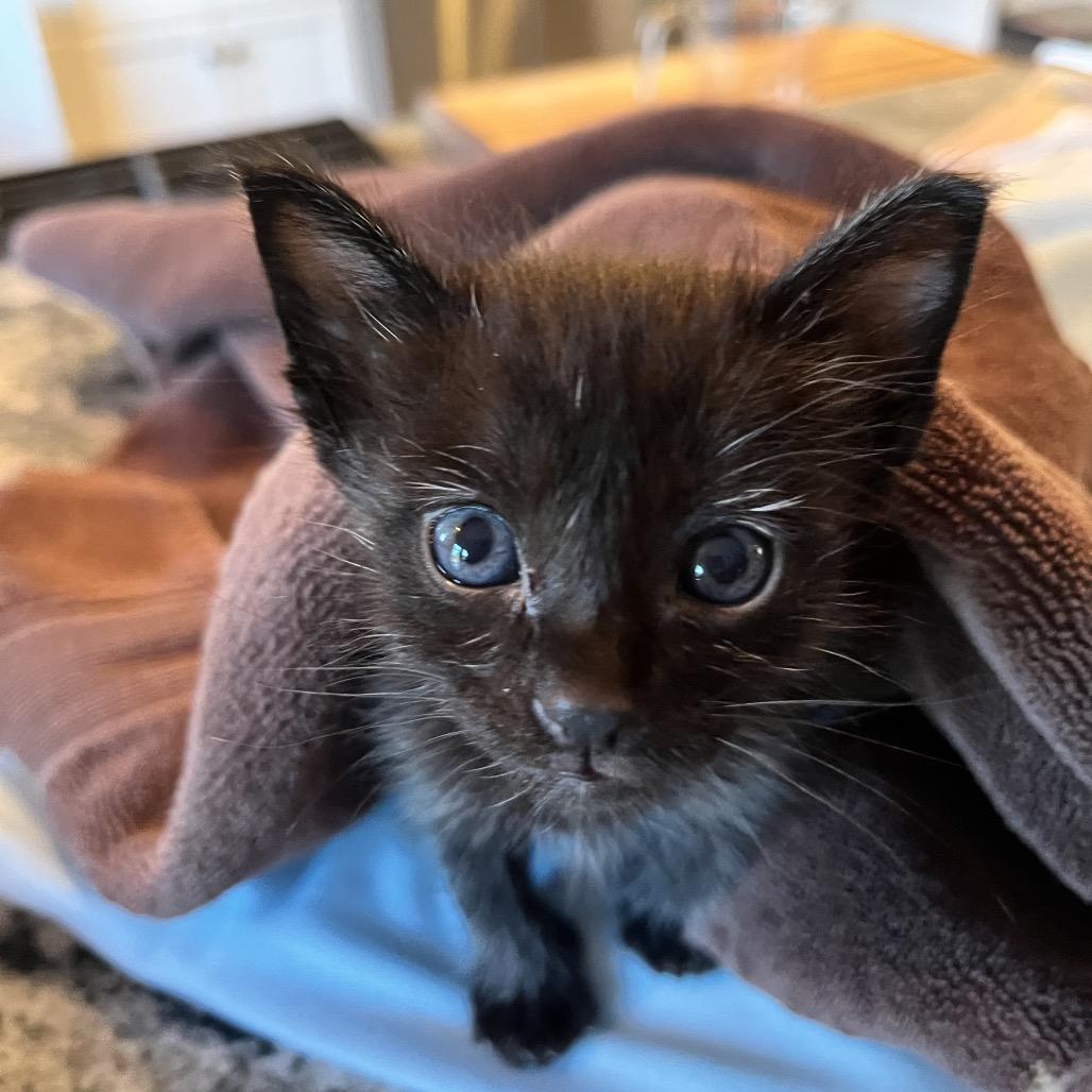 Dionysus (pink), a Adoptable Domestic Short Hair in Escondido, CA image 5/6