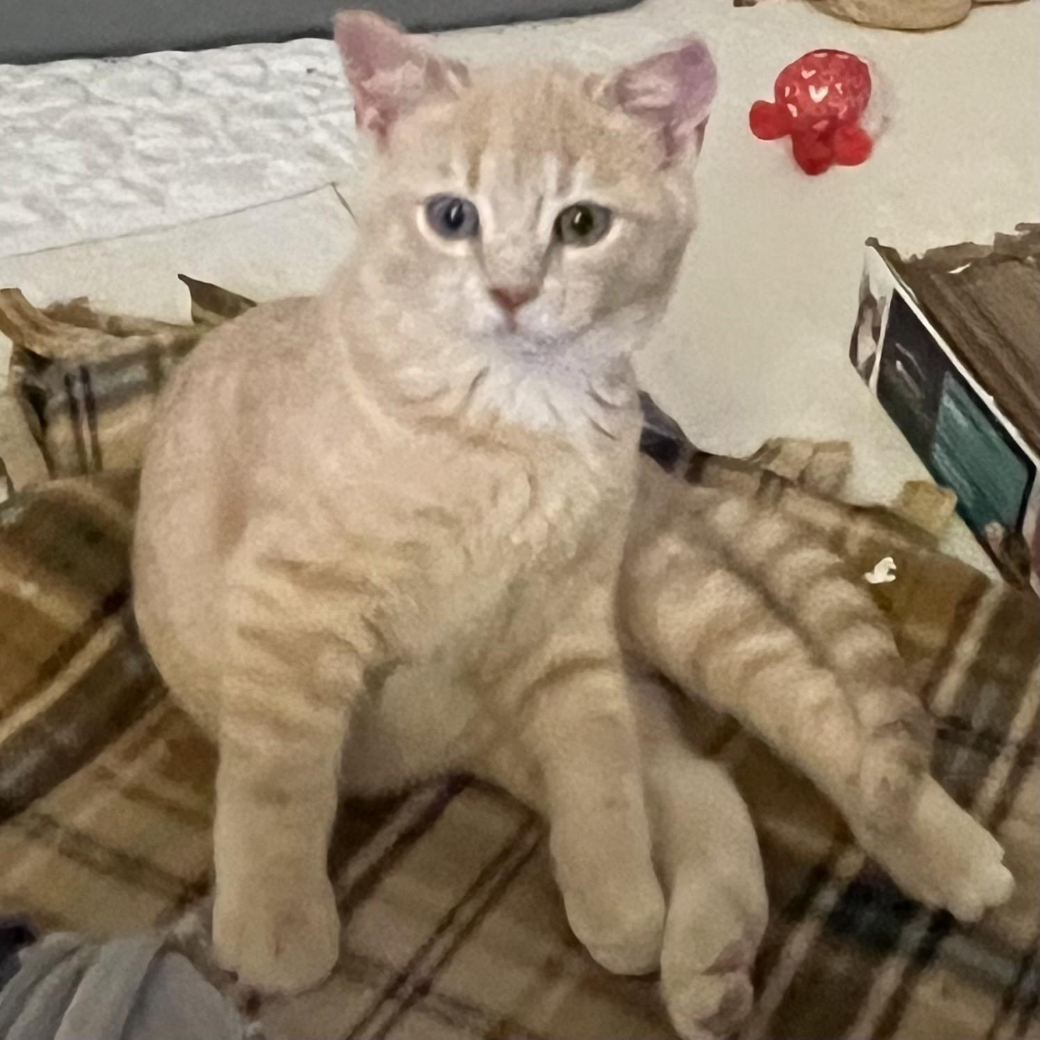 Appa , Adoptable, Kitten Male Domestic Short Hair.