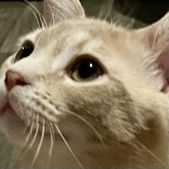 Enlarge Appa , a Adoptable Domestic Short Hair in Lake Geneva, WI image 2/6