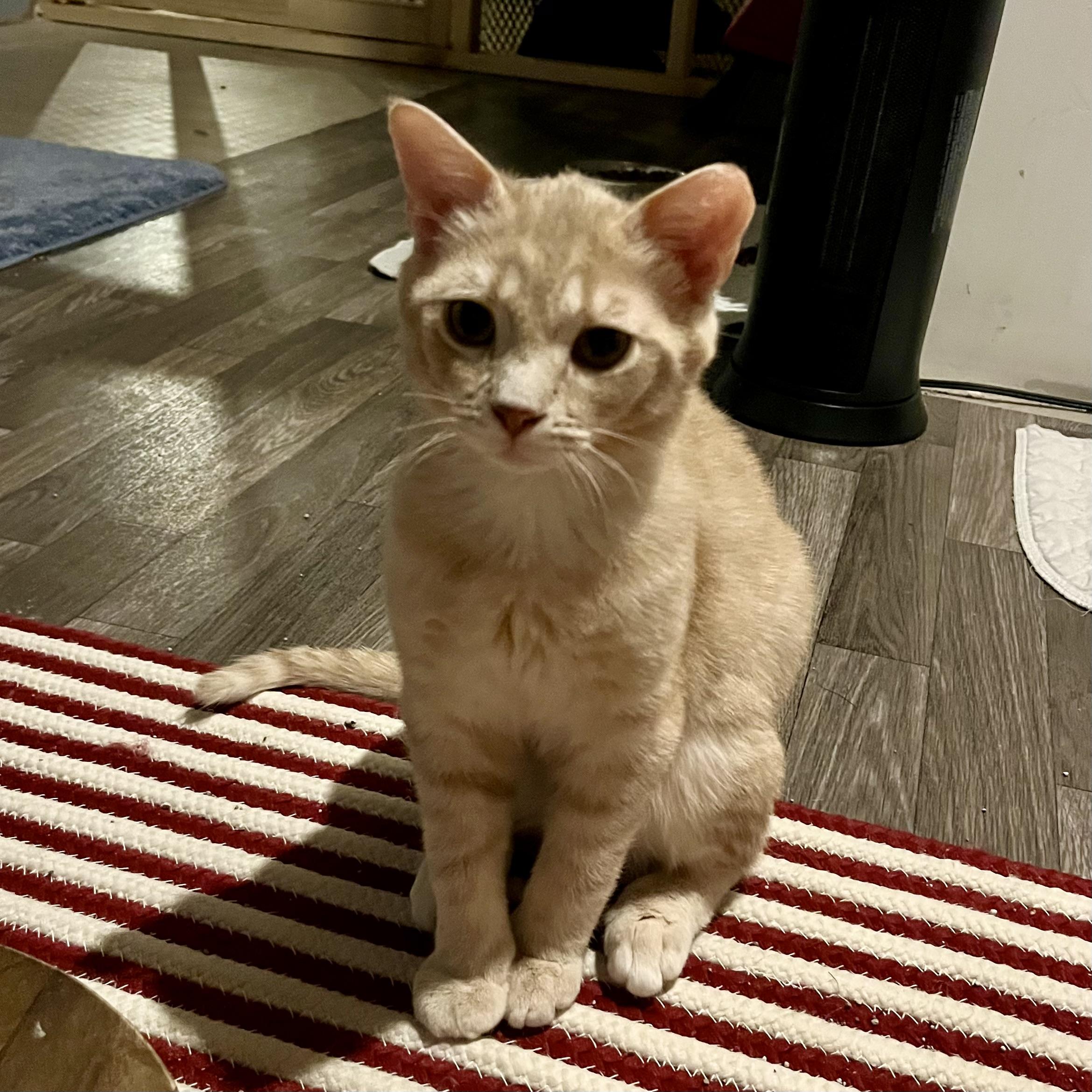 Enlarge Appa , a Adoptable Domestic Short Hair in Lake Geneva, WI image 3/6