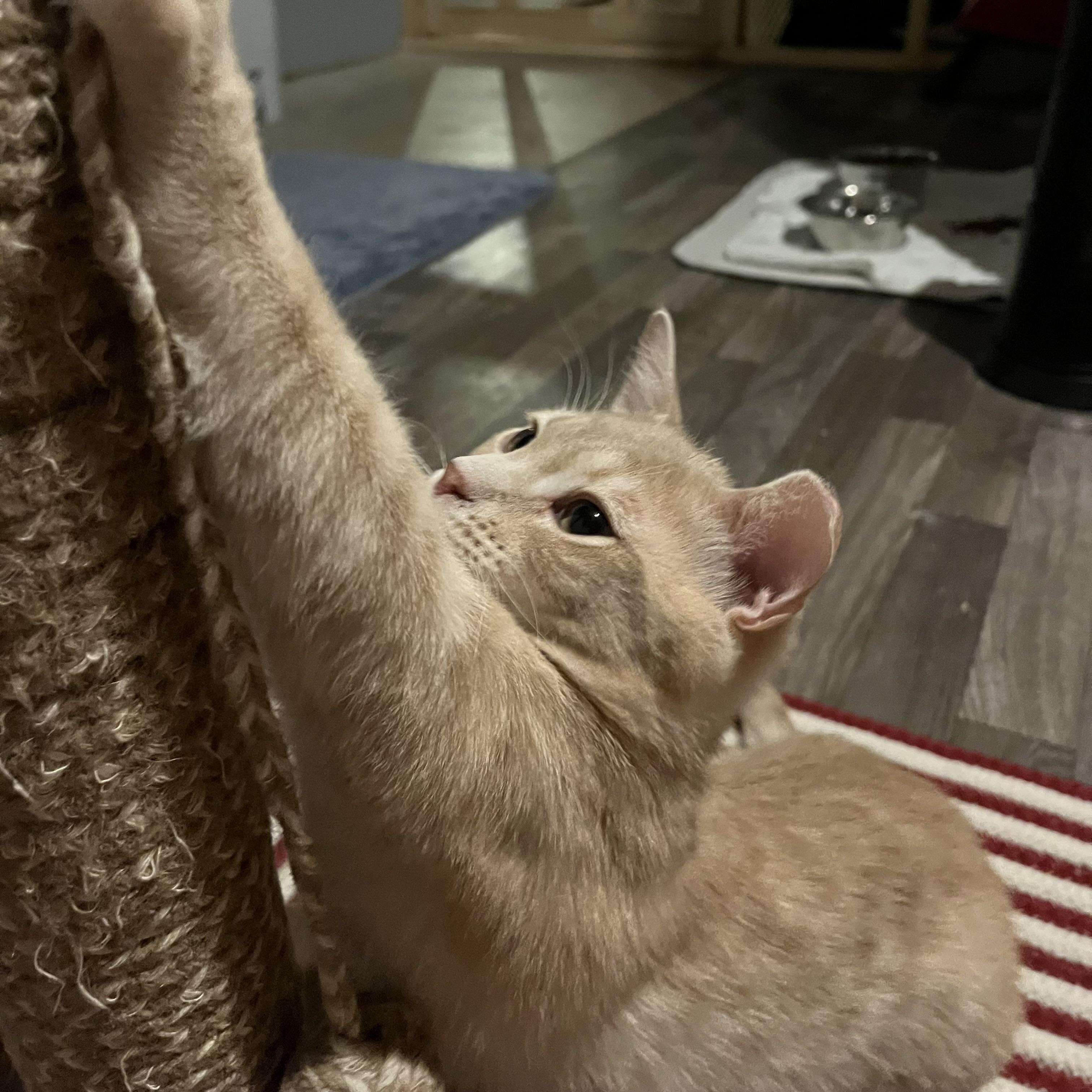 Enlarge Appa , a Adoptable Domestic Short Hair in Lake Geneva, WI image 6/6