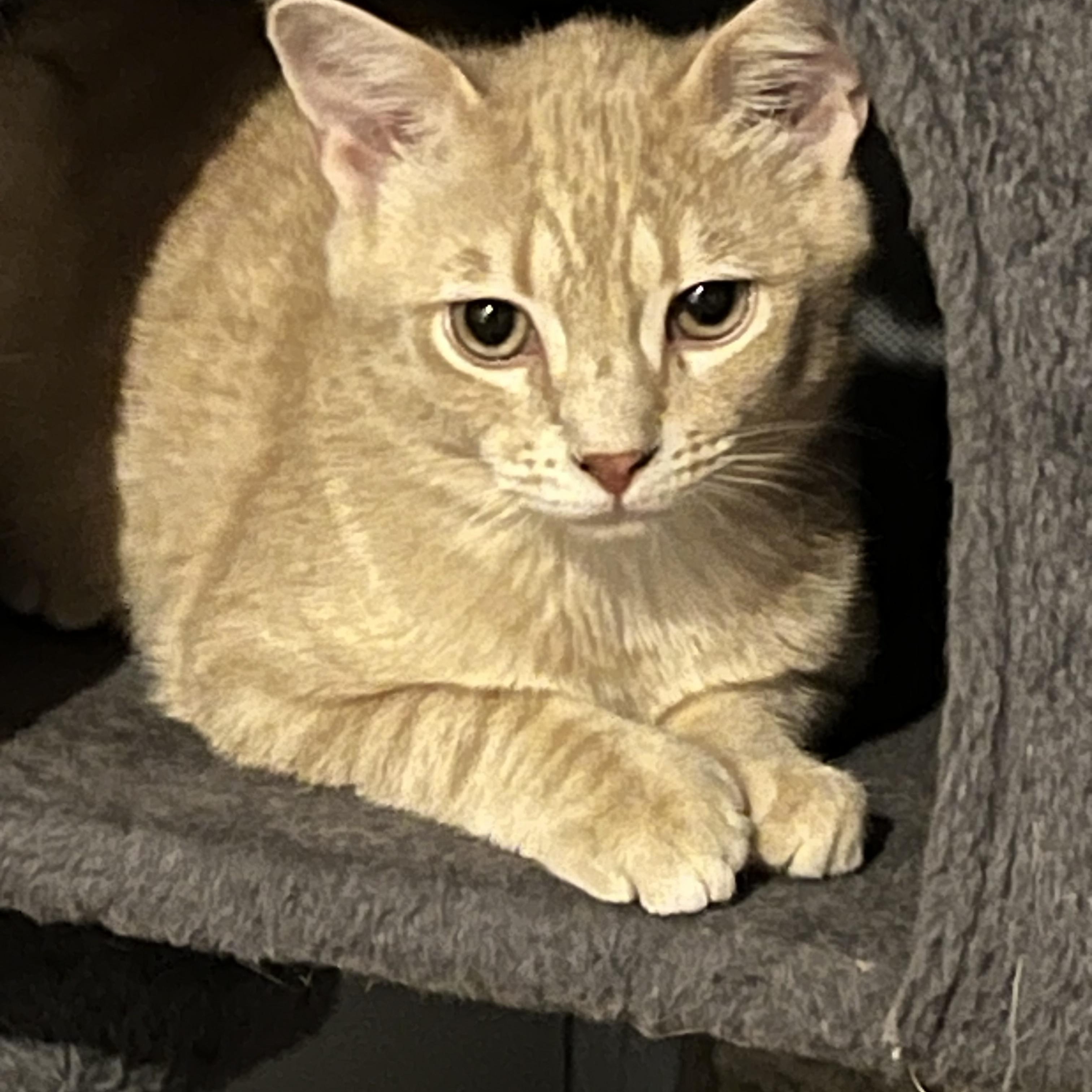 Enlarge Appa , a Adoptable Domestic Short Hair in Lake Geneva, WI image 5/6