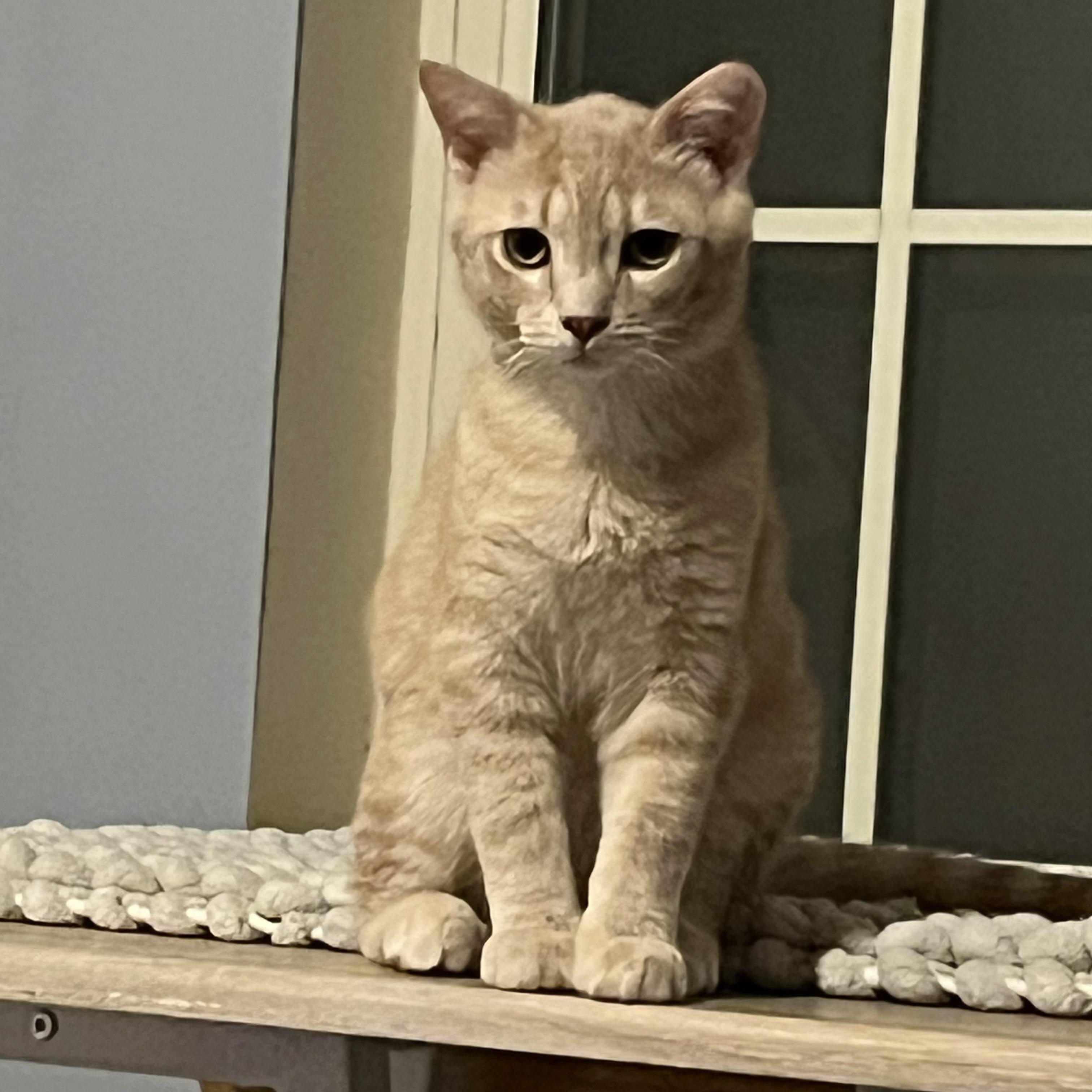 Enlarge Appa , a Adoptable Domestic Short Hair in Lake Geneva, WI image 4/6