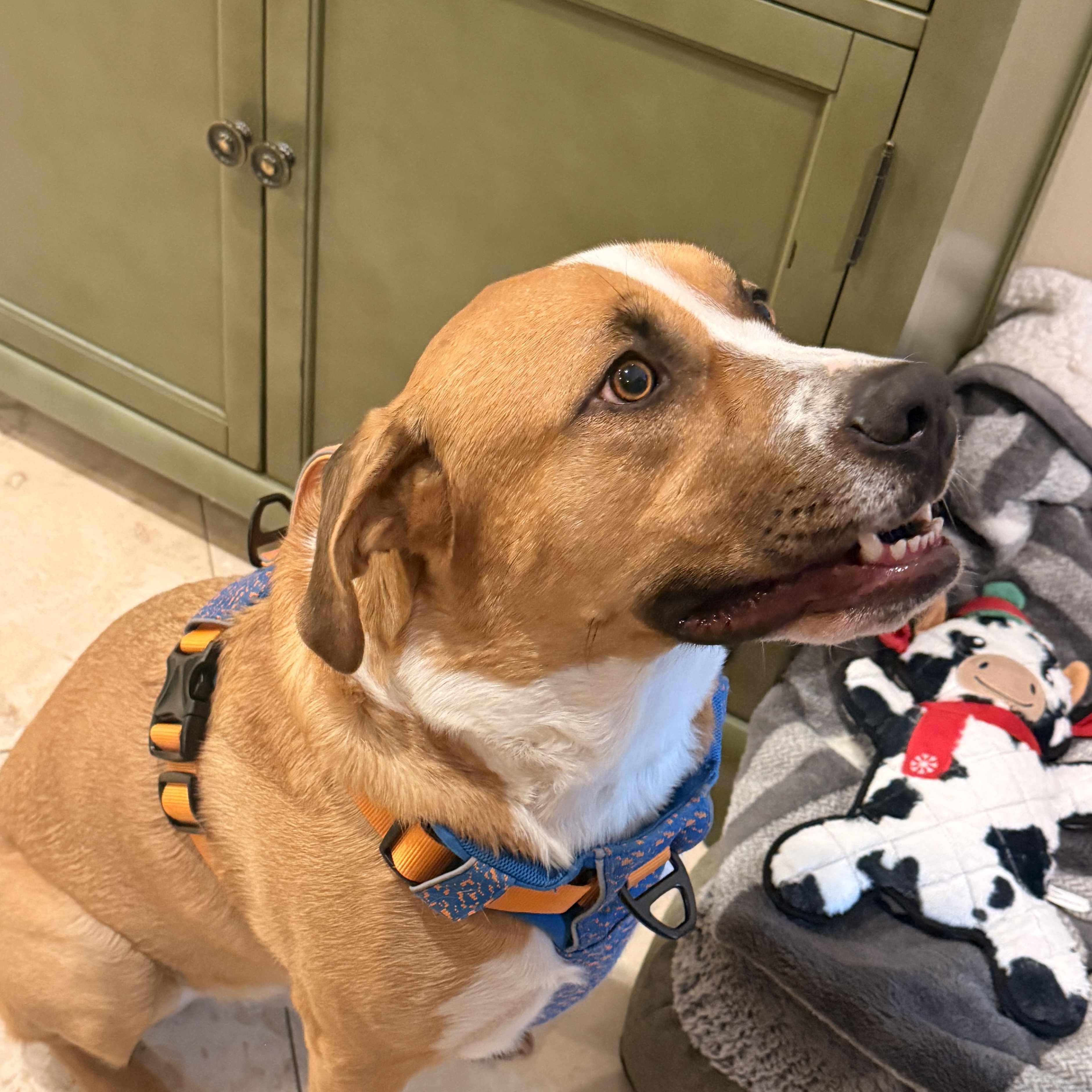 Enlarge Charlie, a Adoptable Mixed Breed in Richmond, TX image 6/6