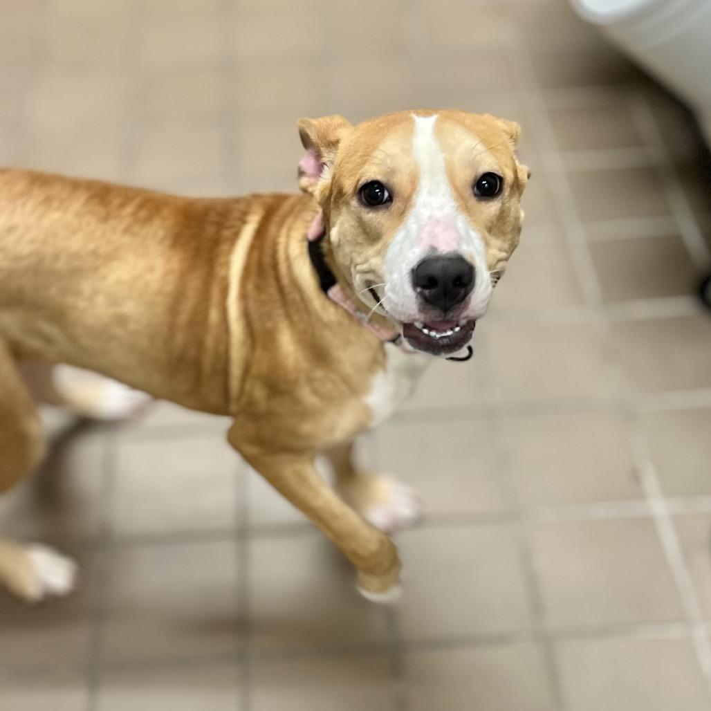 Enlarge Ethel, a Adoptable Mixed Breed in New York, NY image 1/5