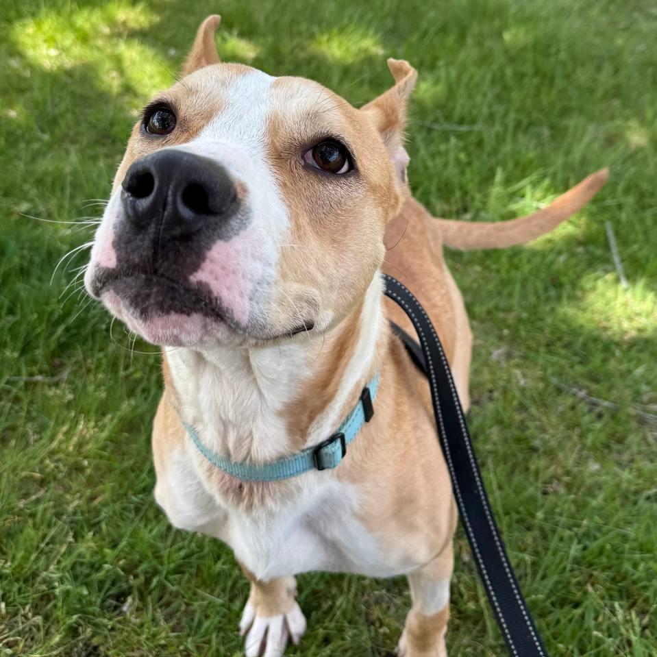Enlarge Ethel, a Adoptable Mixed Breed in New York, NY image 4/5