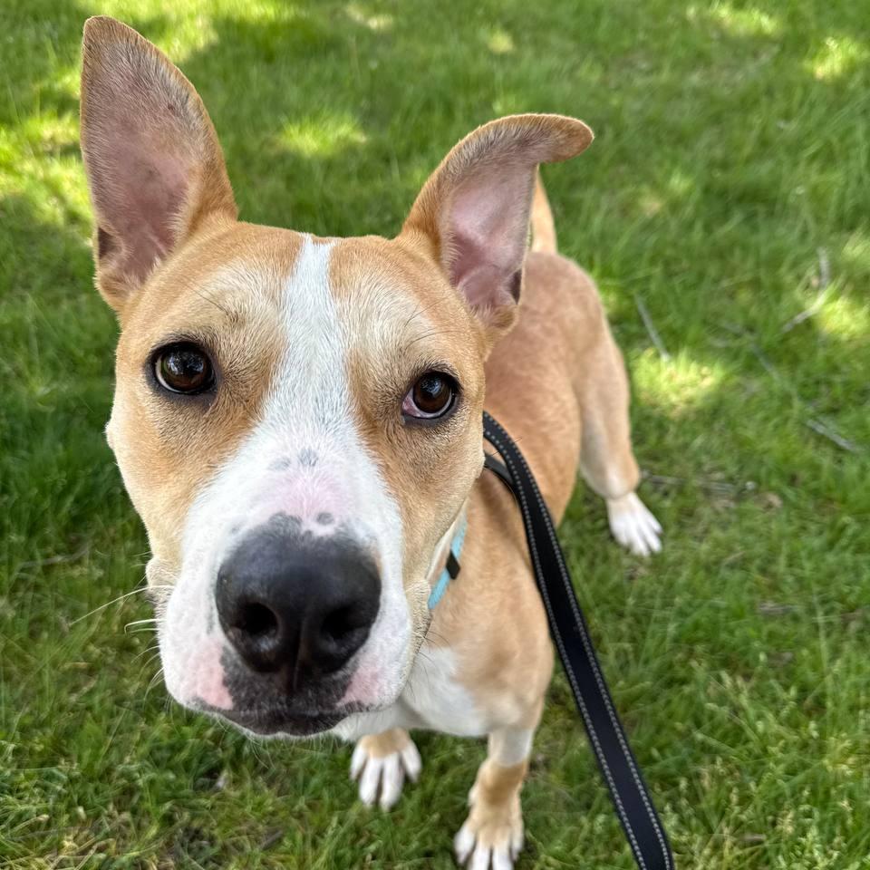 Enlarge Ethel, a Adoptable Mixed Breed in New York, NY image 5/5