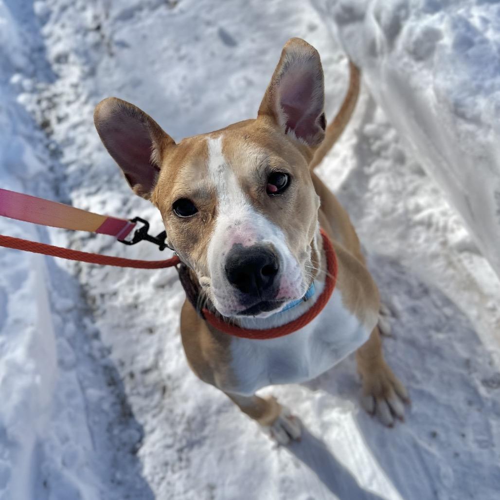 Enlarge Ethel, a Adoptable Mixed Breed in New York, NY image 6/6