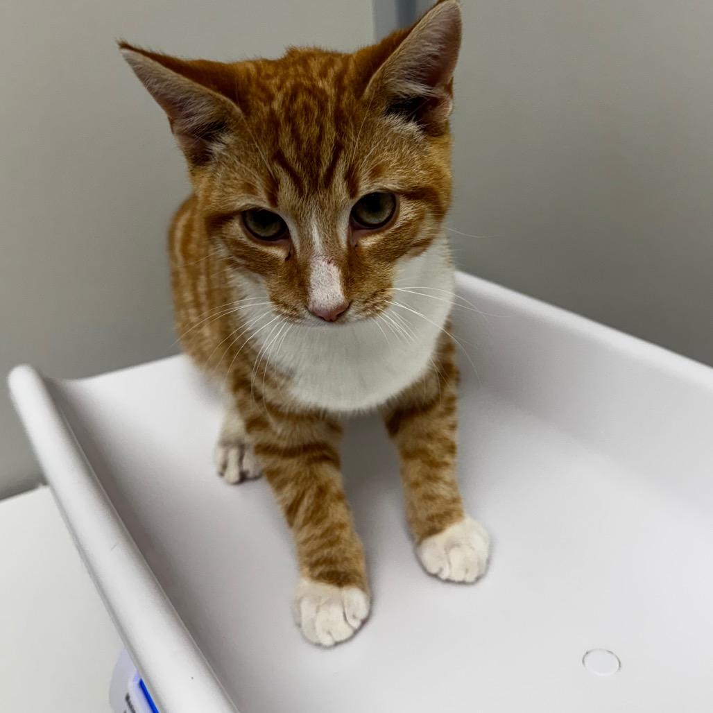 Butterscotch, Adoptable, Young Male Domestic Short Hair.