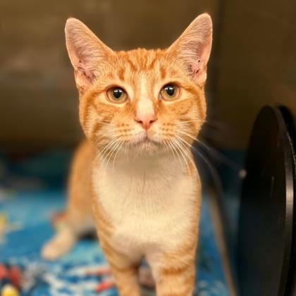 Butterscotch, a Adoptable Domestic Short Hair in Colorado Springs, CO image 2/2