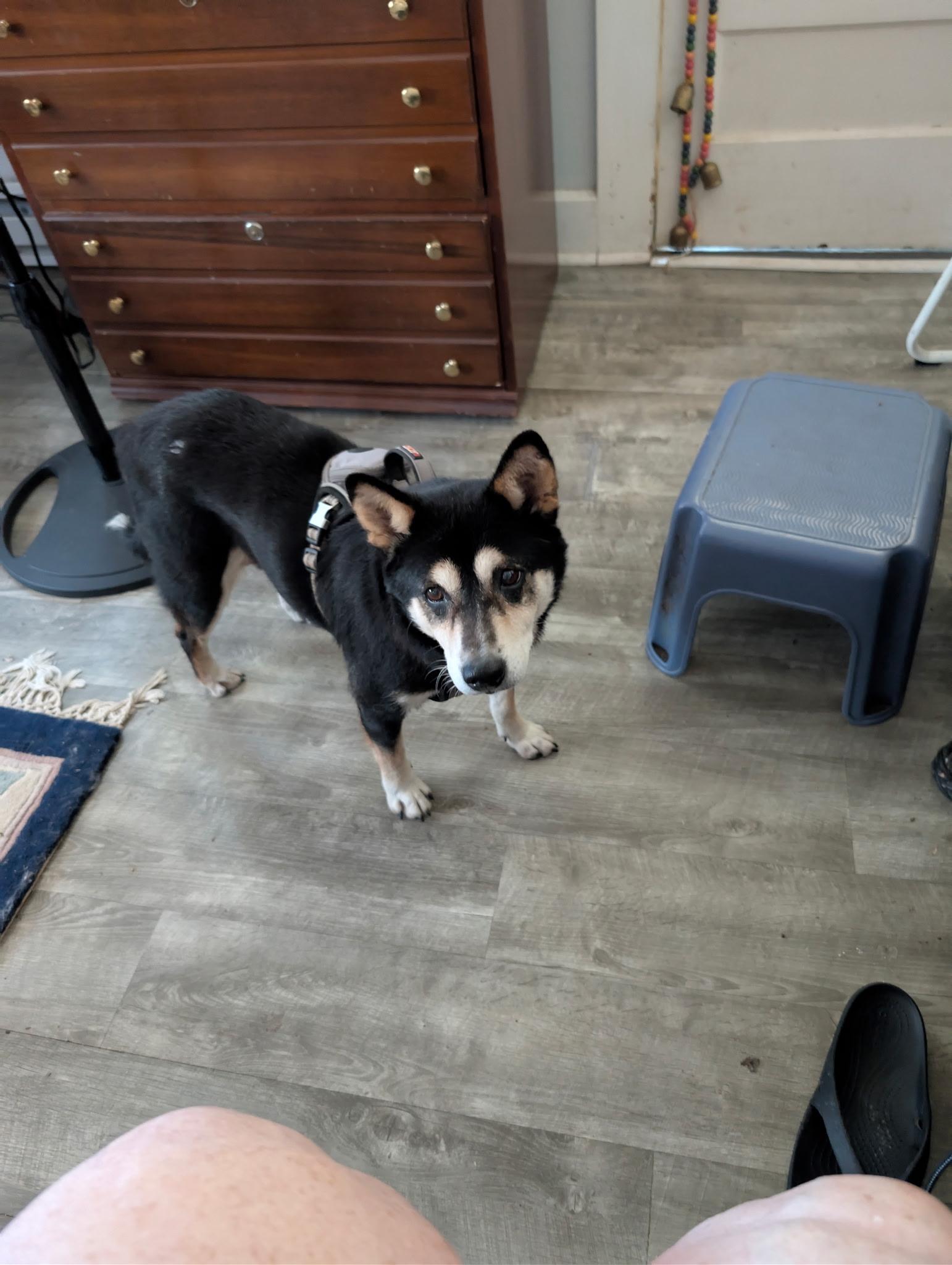 Meka, Adoptable, Adult Female Shiba Inu.