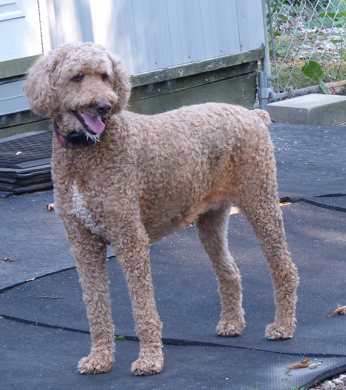 Anne, ADOPTABLE, Adult Female Poodle.
