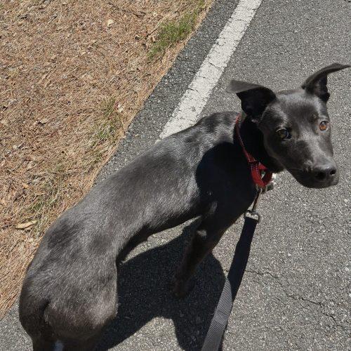 Lexi, Adoptable, Young Female Labrador Retriever & Mixed Breed.