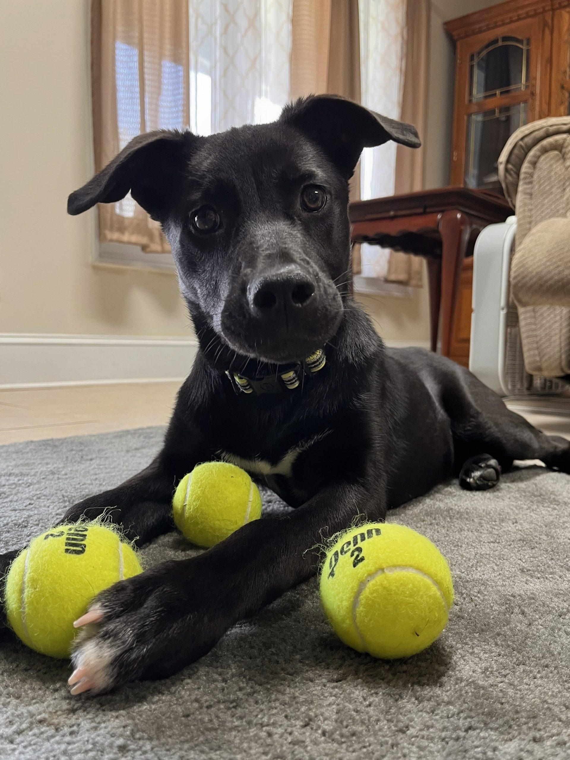Enlarge Lexi, a Adoptable mixed breed in Leesburg, AL image 1/1